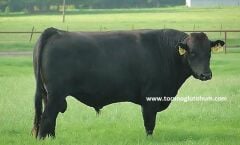 Wagyu Boğa Sperması