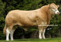 Blonde d'Auitane Boğa Sperması