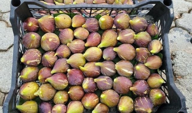 Karadeniz Patlıcan İncir Fidanı 6 Adet