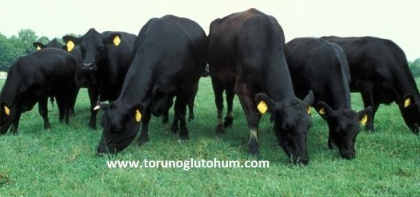 Aberdeen Angus Boğa Sperması