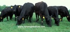 Aberdeen Angus Boğa Sperması