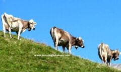 Montofon ( Brown Swiss ) Boğa Sperması