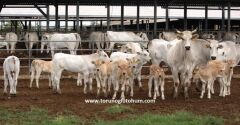 Chianina Boğa Sperması