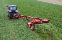 Çıplak (kapsız) İtalyan Yoncası Os 66