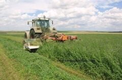 Çıplak (kapsız) İtalyan Yoncası Os 66