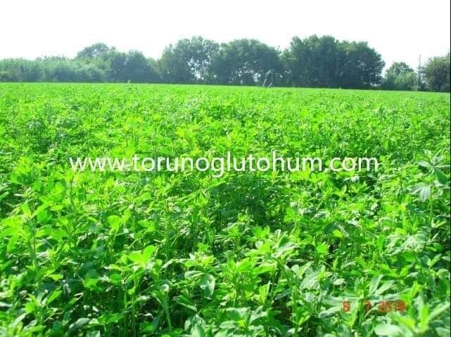 Çıplak (kapsız) İtalyan Yoncası Os 66