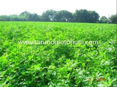 Çıplak (kapsız) İtalyan Yoncası Os 66