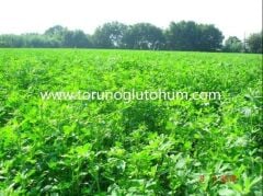 Çıplak (kapsız) İtalyan Yoncası Os 66