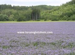 Arı Otu Tohumu ( Faselya Tohumu )  (Phacelia Tanacetifolia Bentham)