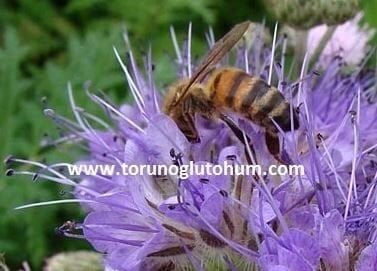 Arı Otu Tohumu ( Faselya Tohumu )  (Phacelia Tanacetifolia Bentham)