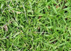 Kikuyu Çim Tohumu (Pennisetum Clandestinium)