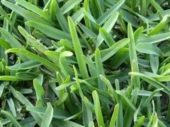 Kikuyu Çim Tohumu (Pennisetum Clandestinium)