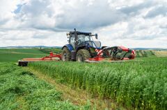 Blue Moon Yonca Tohumu