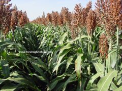Dane Sorgum Tohumu-10 kg