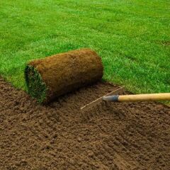 Paspalum Çim Tohumu