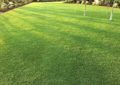 Paspalum Çim Tohumu