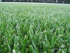 Festuca Arundinacea Rizomsuz Moondance GLX