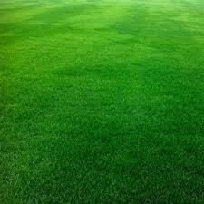 Festuca Arundinacea Rizomsuz Moondance GLX