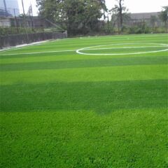 Festuca Arundinacea Rizomsuz Moondance GLX
