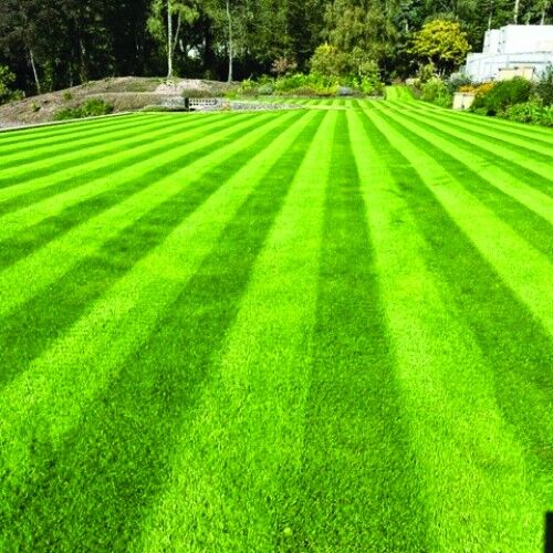 Festuca Rubra Commutata (Adi Kırmızı Yumak) Çim Tohumu